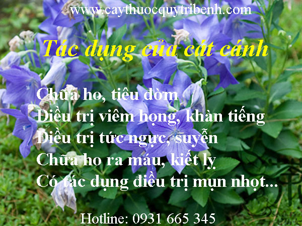 mua-cat-canh-o-dau-tai-tp-hcm-uy-tin