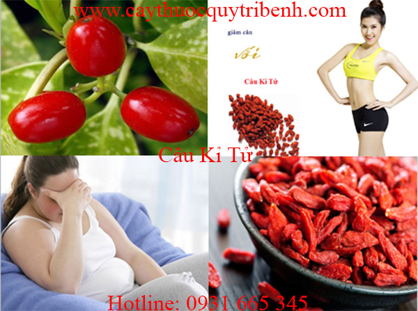 câu kỉ tử
