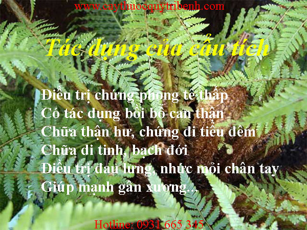 mua-cau-tich-o-dau-tai-tp-hcm-uy-tin