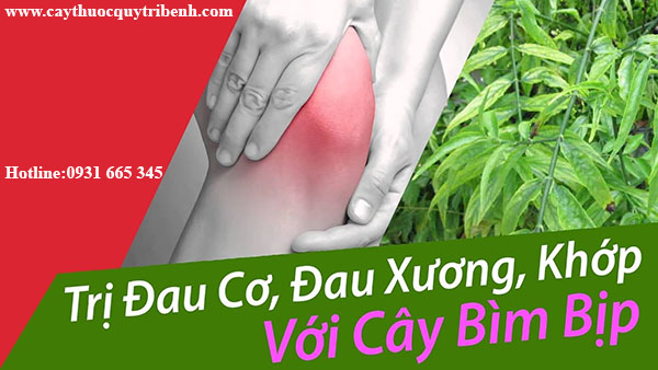 cây bìm bịp