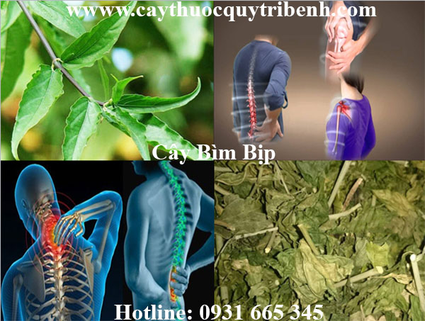 cây bìm bịp