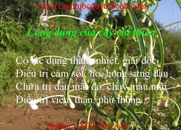 mua-cay-chi-thien-o-dau-tai-tp-hcm-uy-tin-nhat