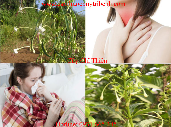 mua-cay-chi-thien-o-dau-tai-tp-hcm-uy-tin