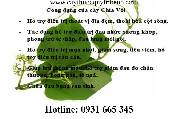 cây chìa vôi