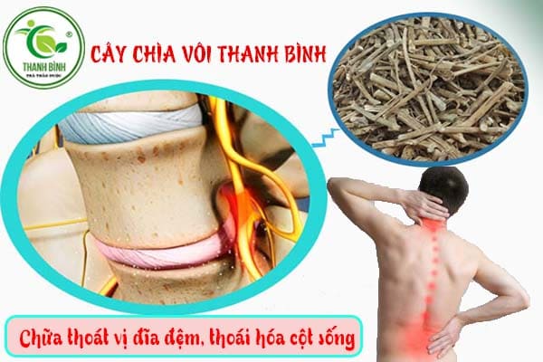 cây chìa vôi thanh bình