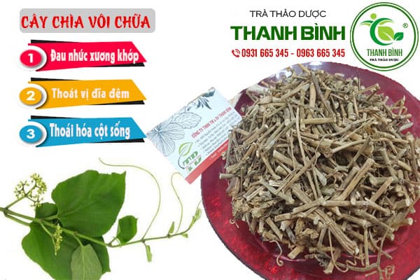 cây chìa vôi thanh bình