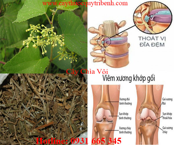 cây chìa vôi