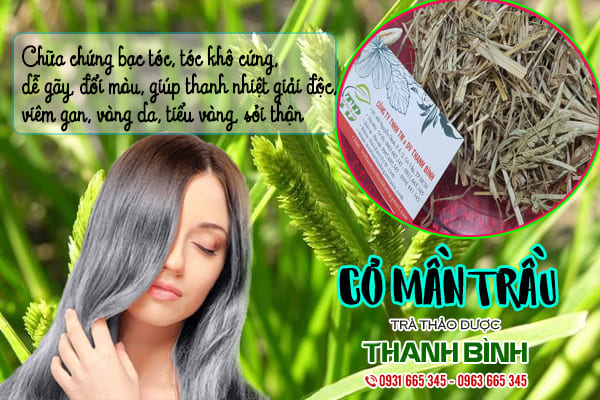 cỏ mần trầu thảo dược thanh bình