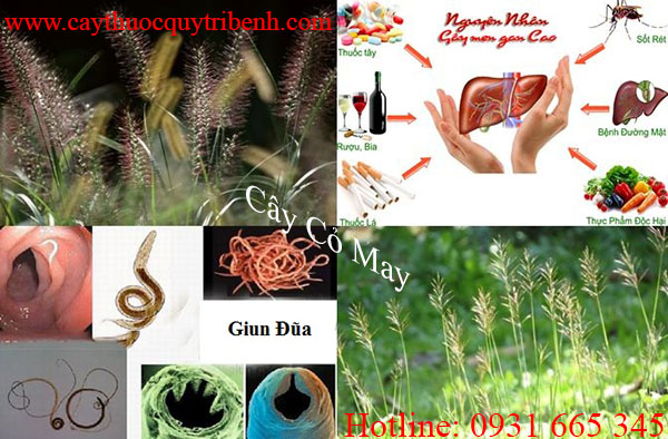 cây cỏ may