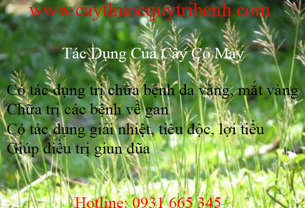 cây cỏ may