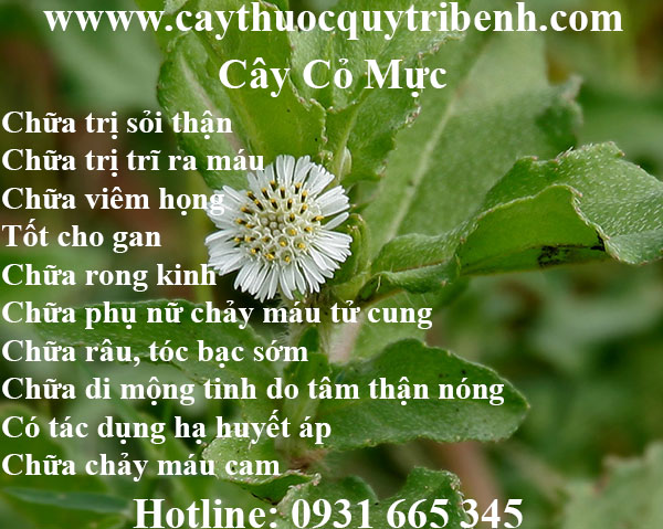 cây cỏ mực