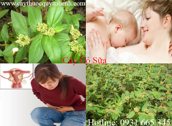 mua-cay-co-sua-chat-luong-tai-tp-hcm