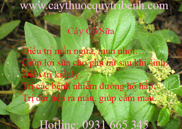 mua-cay-co-sua-uy-tin-tai-tp-hcm