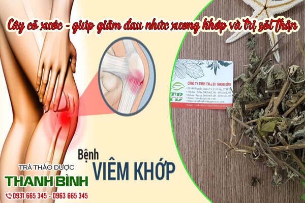 cay-co-xuoc-thanh-binh