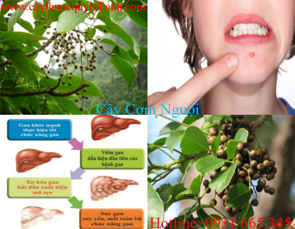mua-cay-com-nguoi-uy-tin-tai-tp-hcm