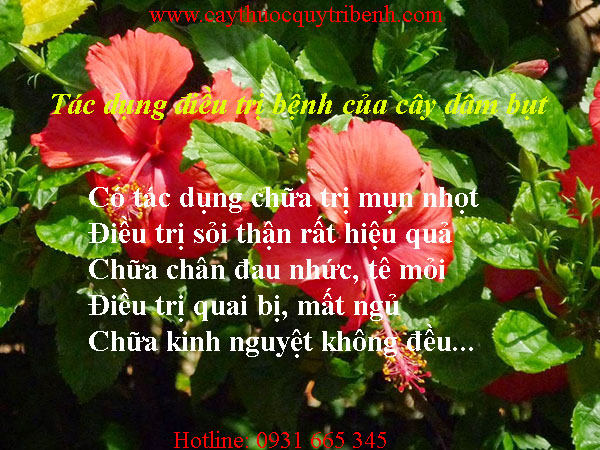 mua-cay-dam-but-o-dau-tai-tp-hcm-uy-tin-nhat