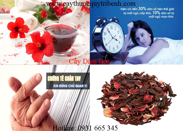 mua-cay-dam-but-o-dau-tai-tp-hcm-uy-tin