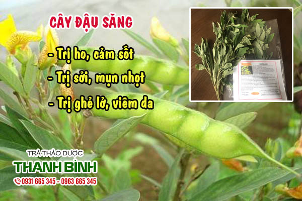 cây đậu săng Thảo dược Thanh Bình