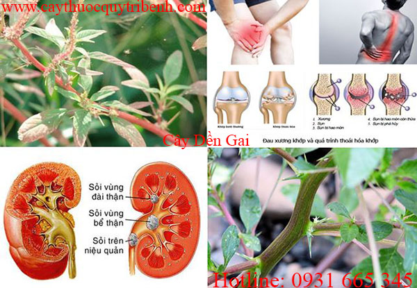 cây dền gai