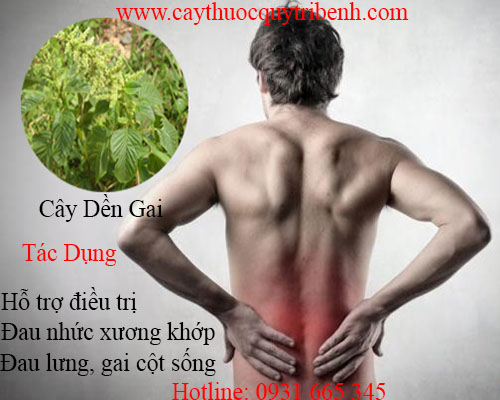 cây dền gai