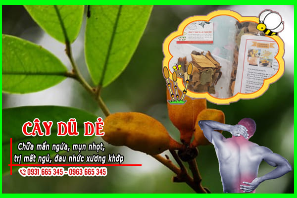 cây dũ dẻ thảo dược thanh bình