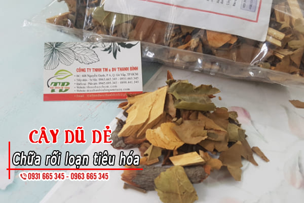 cây dũ dẻ thảo dược thanh bình
