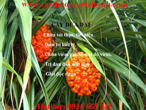 cây dứa dại