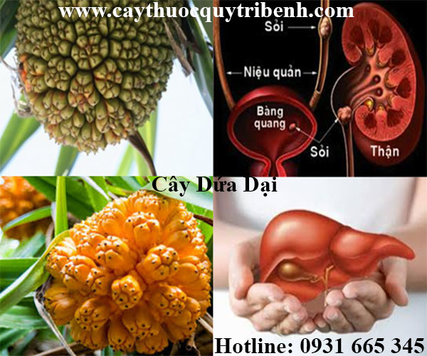 cây dứa dại