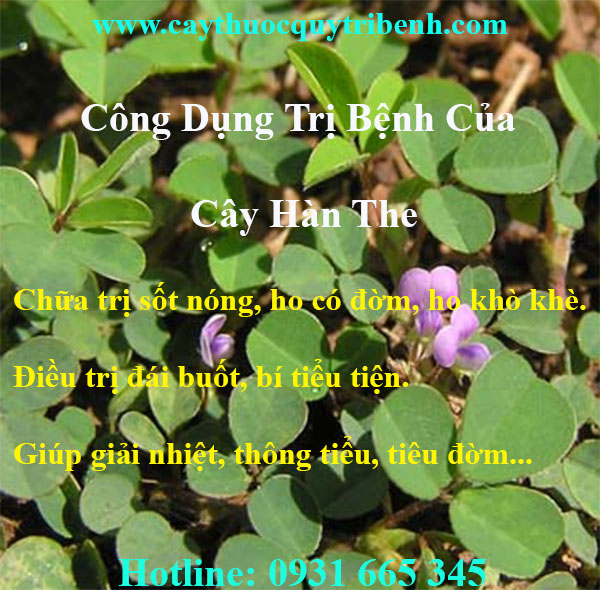cây hàn the