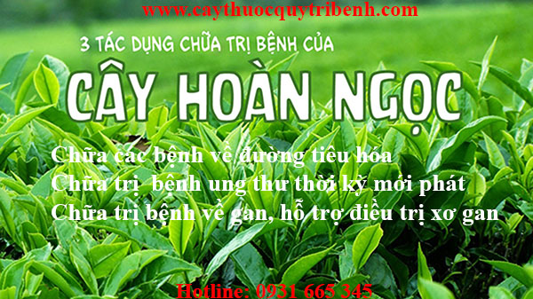 cây hoàn ngọc