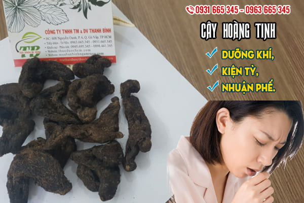 cây hoàng tinh thảo dược thanh bình
