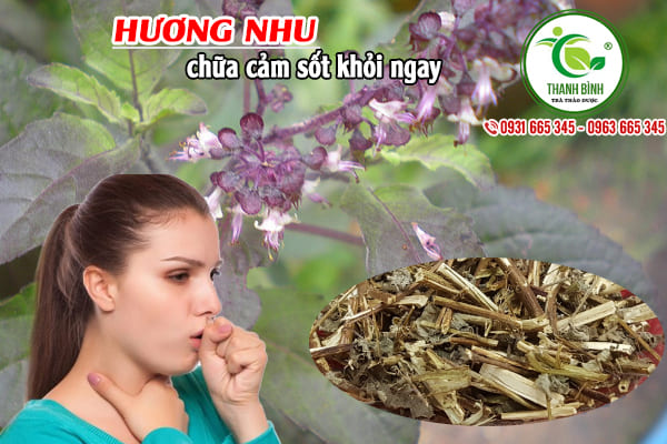cây hương nhu thảo dược thanh bình
