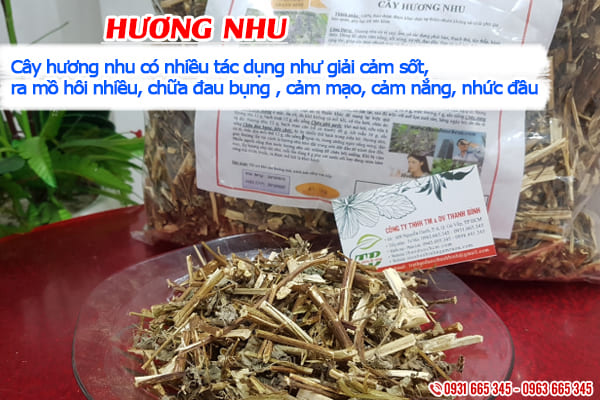 cây hương nhu thảo dược thanh bình