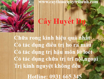 mua-cay-huyet-du-uy-tin-tai-tp-hcm