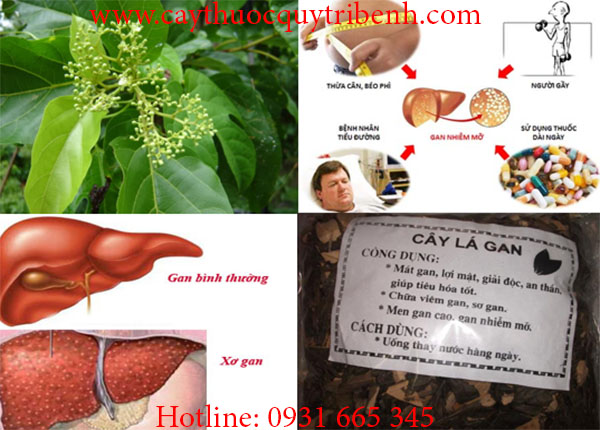 cây lá gan 