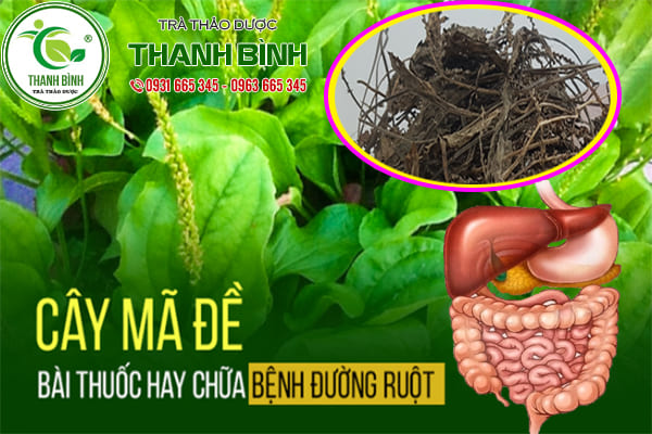 cây mã đề thanh bình