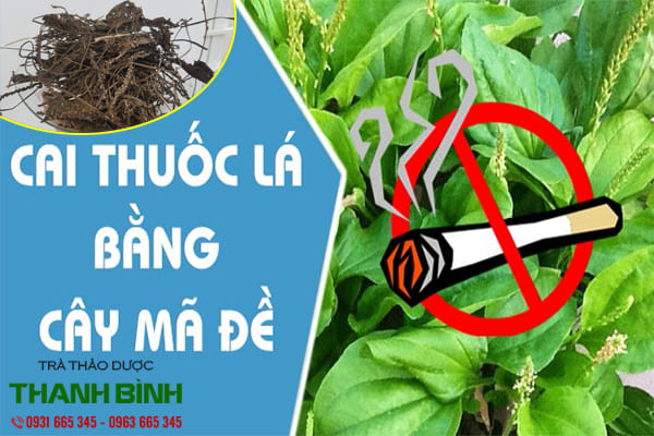 cay-ma-de-thanh-binh