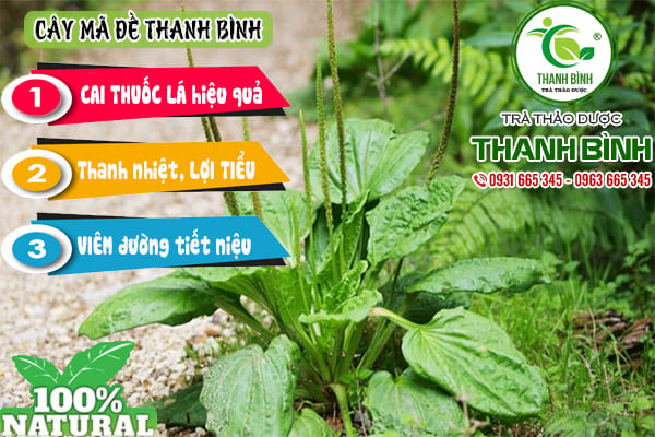 cây mã đề thanh bình
