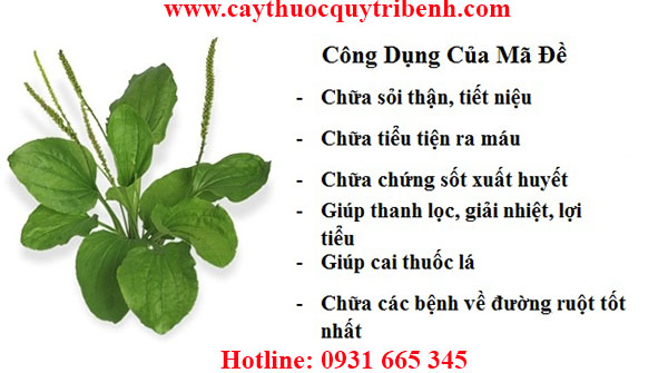 cây mã đề