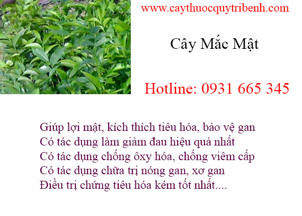 mua-cay-mac-mat-tai-tp-hcm-chat-luong-nhat