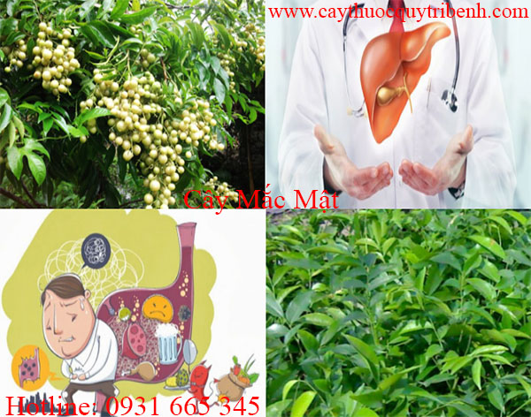mua-cay-mac-mat-tai-tp-hcm-uy-tin-nhat