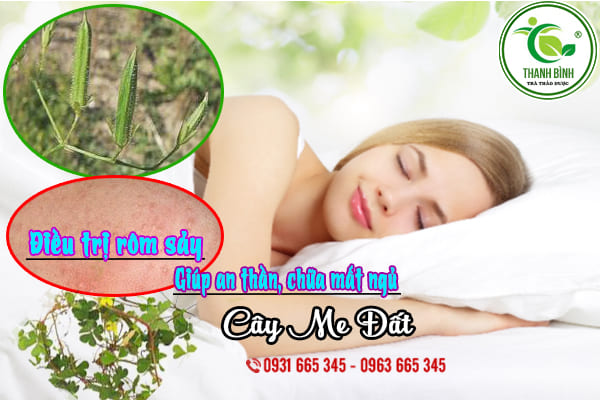 cây me đất thảo dược thanh bình