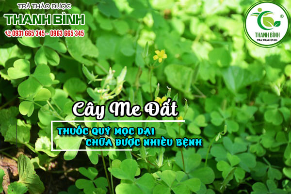 cây me đất thảo dược thanh bình