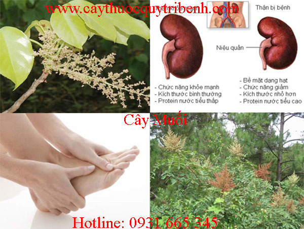 mua-cay-muoi-o-dau-tai-tp-hcm-uy-tin