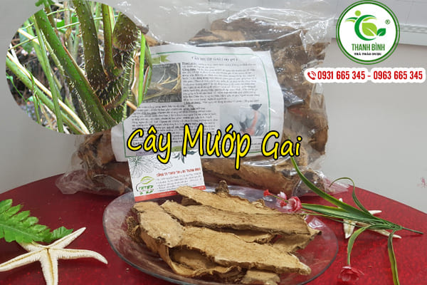 cây mướp gai thảo dược thanh bình