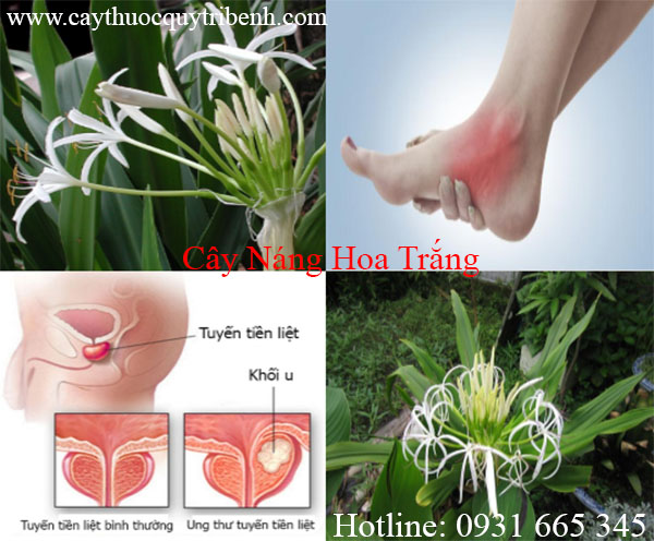mua-cay-nang-hoa-trang-tai-tp-hcm-chat-luong