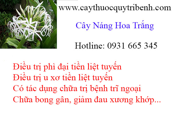 mua-cay-nang-hoa-trang-tai-tp-hcm-uy-tin-chat-luong