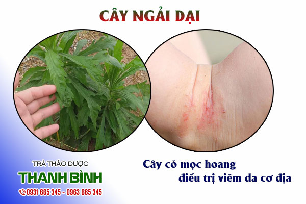 Cây ngải dại Thảo dược Thanh Bình