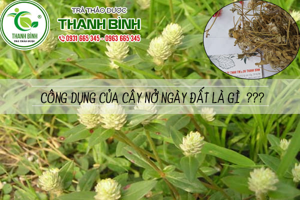 cây nở ngày đất Thảo Dược Thanh Bình