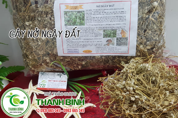 cây nở ngày đất Thảo Dược Thanh Bình